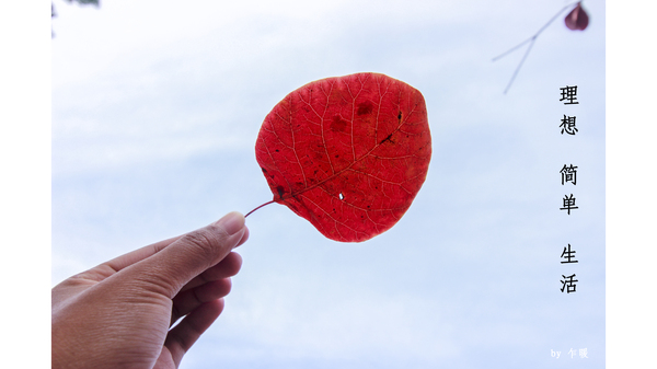 冬游红叶谷,看万山红遍层林尽染全文