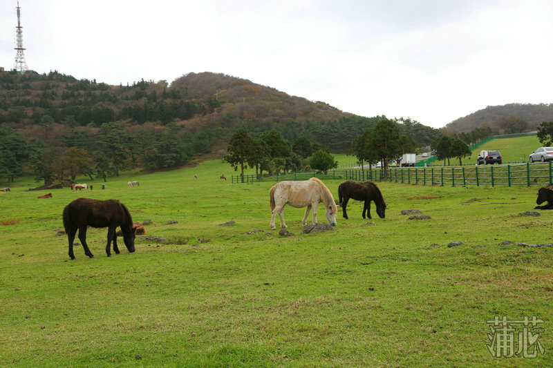济州岛看枫叶,济州岛枫叶