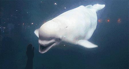 淮安龙宫大白鲨水世界旅游攻略,淮安龙宫大白鲸嬉水世界项目