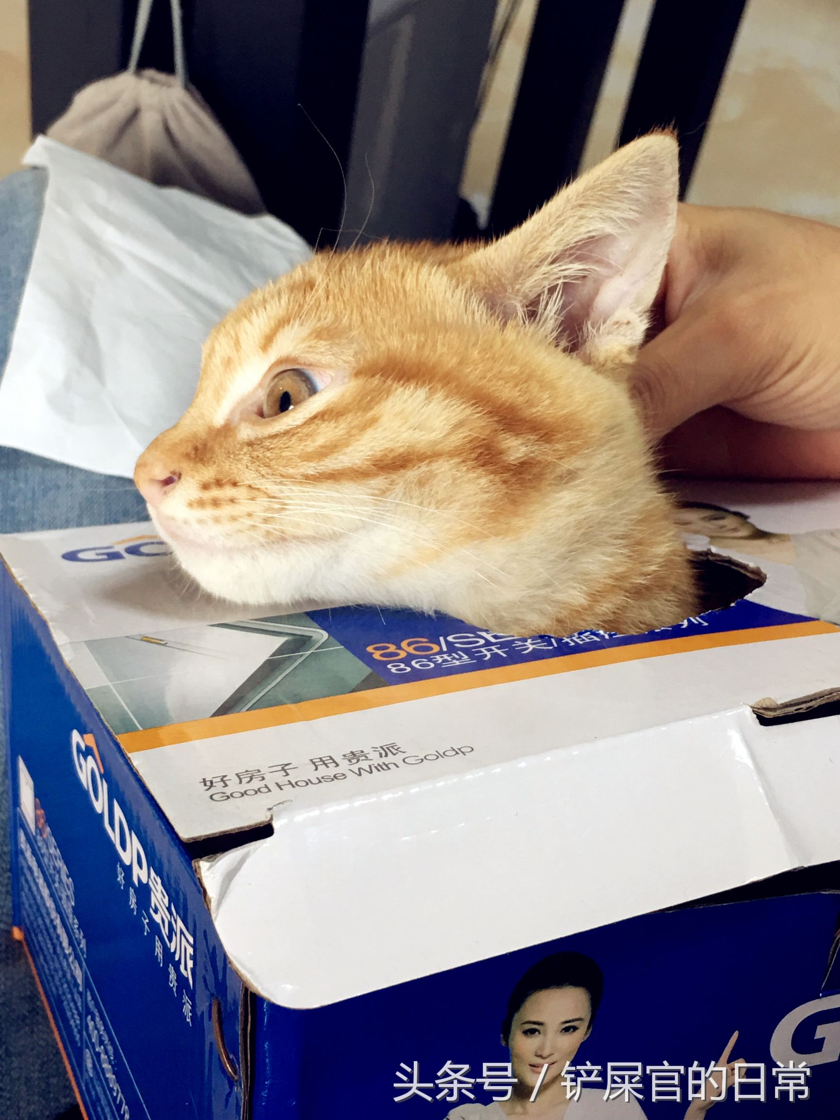 猫瘟喂药好的可能性大吗,猫瘟治疗后的小猫怎么喂食