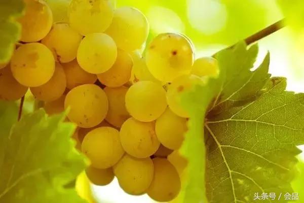 舌尖上的北京探店,门多萨红酒风味