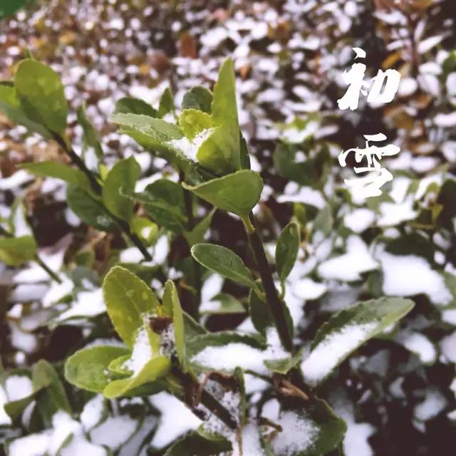 北洋园初雪,北洋初雪