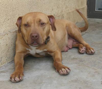 藏獒和比特犬谁能赢,比特犬和藏獒哪只强
