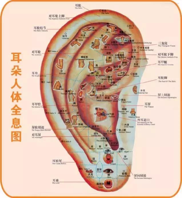 缓解肾劳累的5个小妙招,过度劳累肾透支吃什么