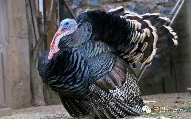 感恩节美国人吃什么,国外感恩节吃火鸡资料