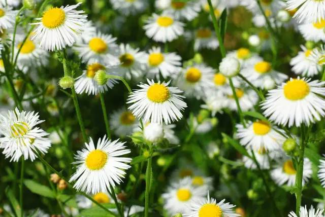 身边20种天然药，你都知道吗？