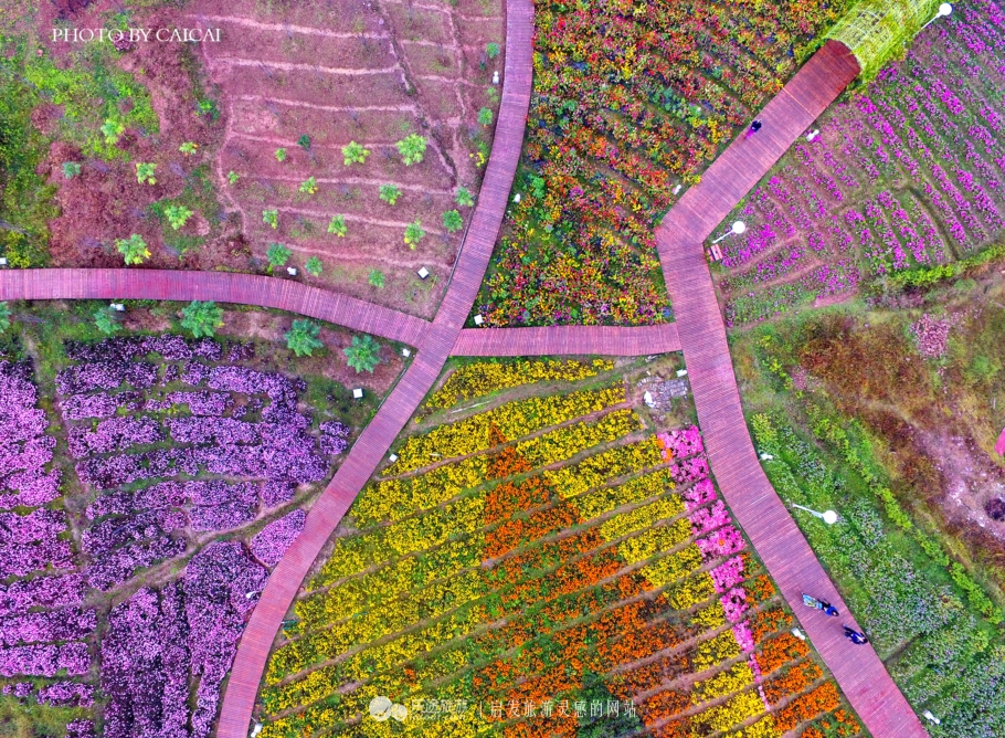 黄姚花海风景图,黄姚花海景区航拍