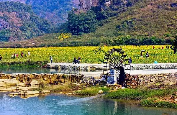 广西德保枫叶什么时候去最好看,2018年德保枫叶最佳观赏期