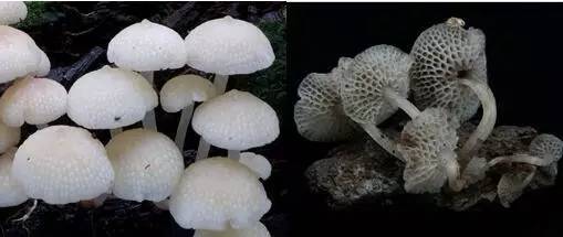 会发光的荧光蘑菇,会发光的蘑菇的种子