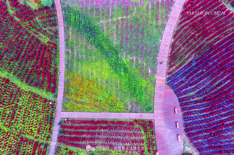 黄姚花海风景图,黄姚花海景区航拍