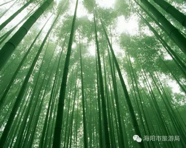 魅力海阳放飞自我,美丽海阳魅力海阳