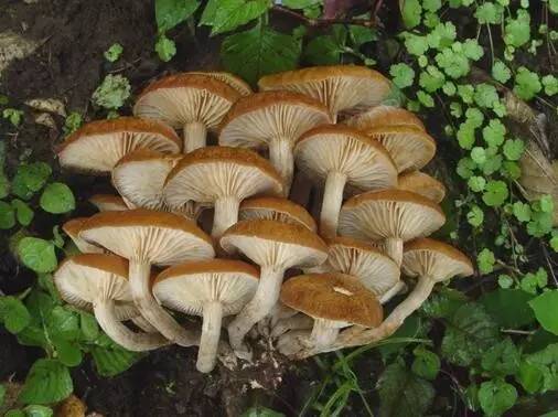 会发光的荧光蘑菇,会发光的蘑菇的种子