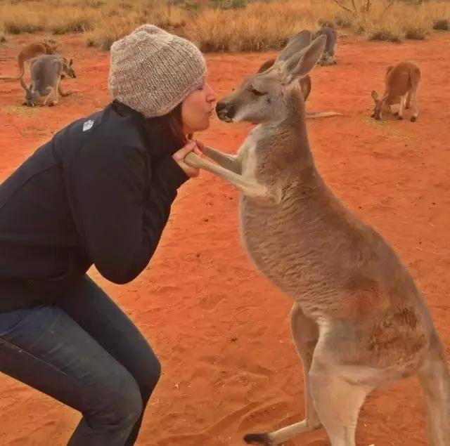 最懂得感恩的袋鼠，十年来每天拥抱救命恩人！袋鼠界的一股清流