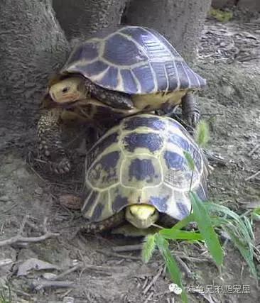 缅甸陆龟智商,缅甸陆龟政策