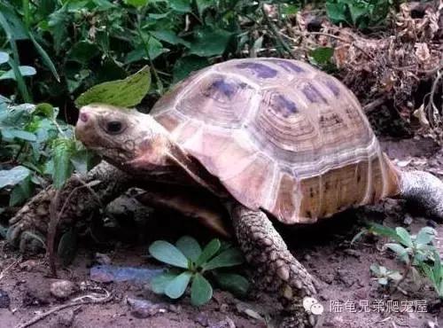 缅甸陆龟智商,缅甸陆龟政策