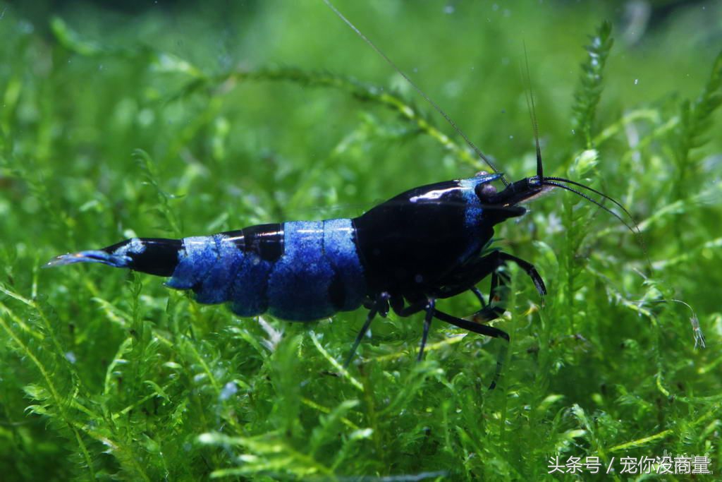 黑壳虾能活水晶虾活不了,养水晶虾不翻缸行不行