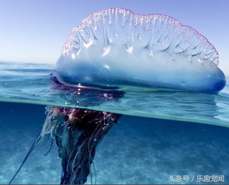 碰到飘着的气球,看到气球飞走就会有恐惧感
