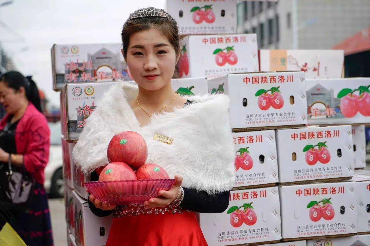 陕西洛川苹果和烟台红富士,陕西洛川果园苹果