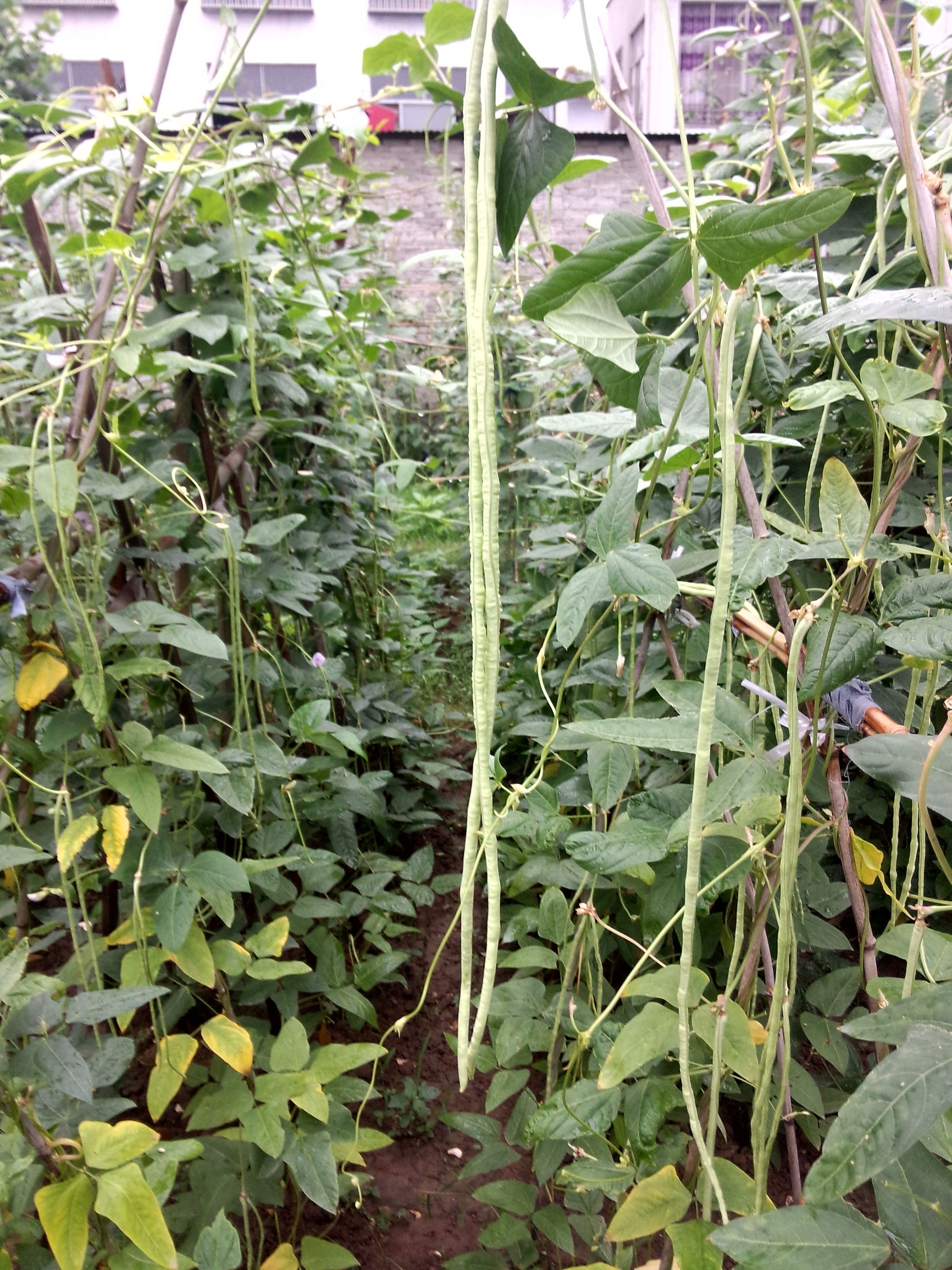 魅族的拍照很差？MX3的用户可不这么想