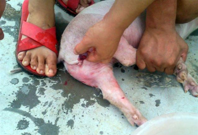 养猪场猪仔要阉吗,养猪场的猪要阉吗