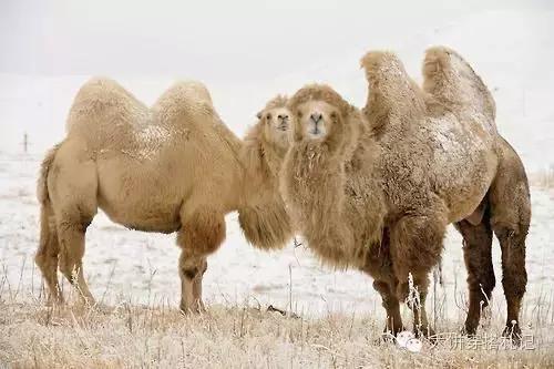 说好的高级驼，为什么你穿起来就是无敌土？