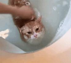 这不科学最不喜欢水的喵星人竟然带着浴帽洗澡还一脸享受
