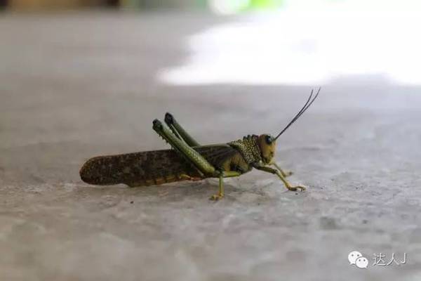 巴哈马和巴拿马区别,巴哈马跟巴拿马