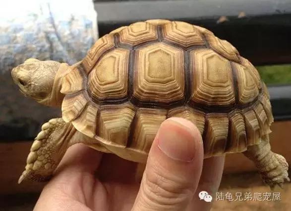 苏卡达生长快吗,如何辨别激素苏卡达