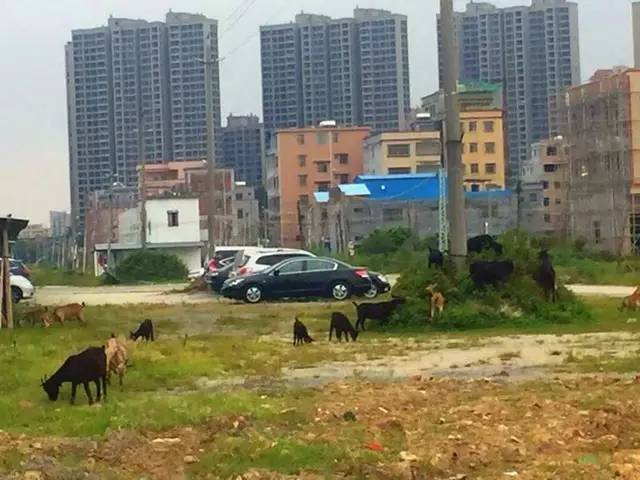 一个普通农庄的面积是多少,一间农庄要投资多少钱