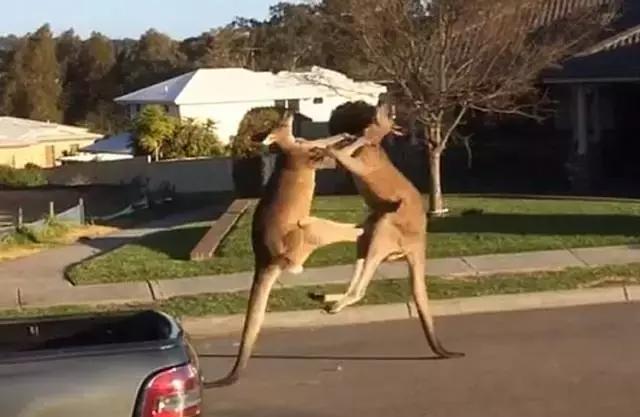 最懂得感恩的袋鼠，十年来每天拥抱救命恩人！袋鼠界的一股清流