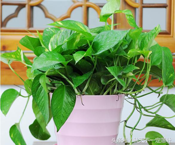 家里养开花的花有什么讲求吗,家里养哪种花最好有什么作用