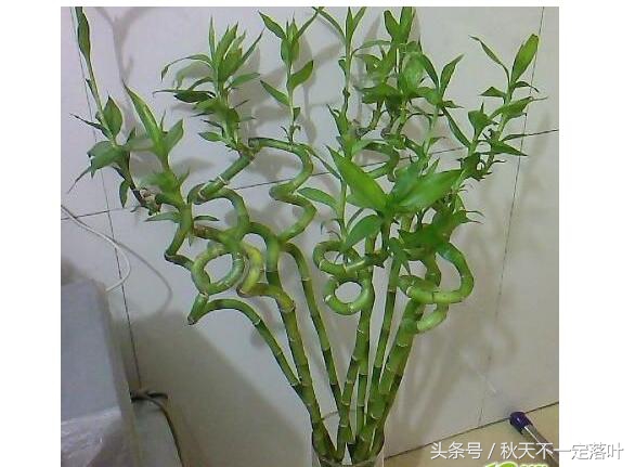 家里养开花的花有什么讲求吗,家里养哪种花最好有什么作用