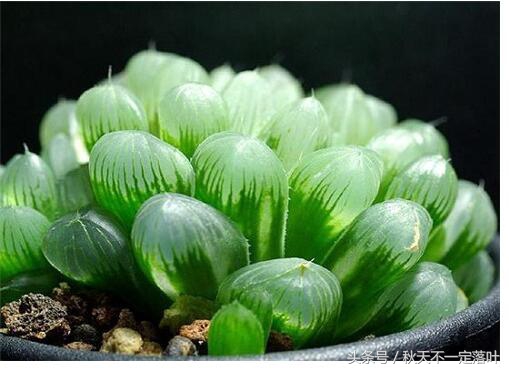 家里养开花的花有什么讲求吗,家里养哪种花最好有什么作用