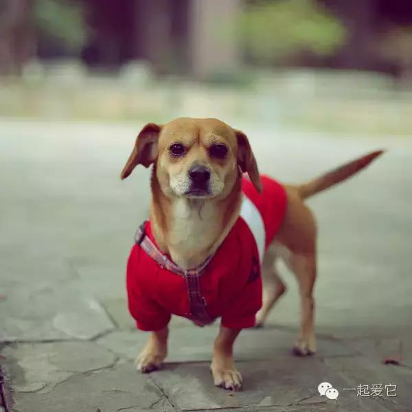 宠知识|狗狗来生理期了？作为家长的你知道吗？