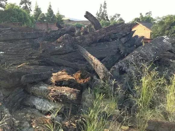 金丝楠木四大名树,金丝楠属于什么木类