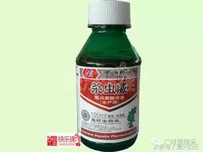 那些你不知道的副业,那些你不知道的观赏鱼