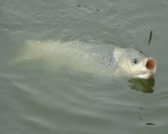 初学者最笨最好用的钓鱼方法,老钓手教你一招超受用