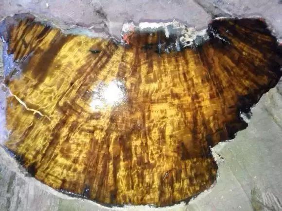 金丝楠木四大名树,金丝楠属于什么木类