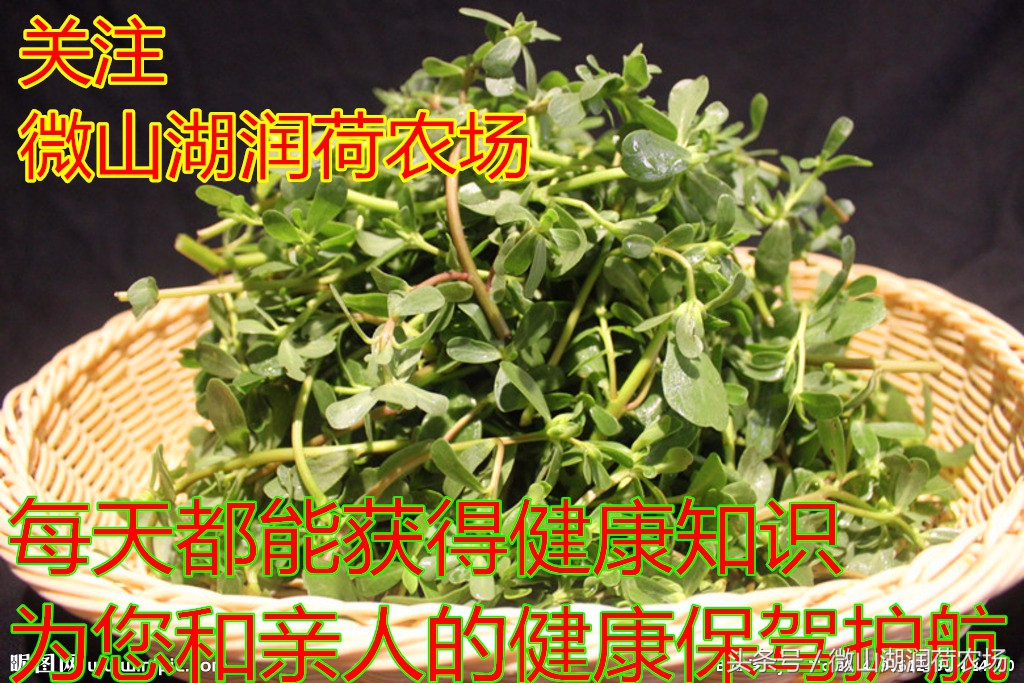 农村这种野菜你吃过吗,农村这种野菜有多少朋友吃过