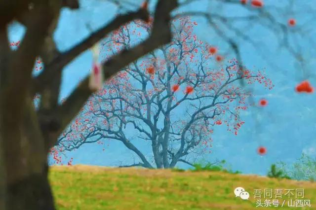 柿子冷落寒风里——稷山游子在深情回望