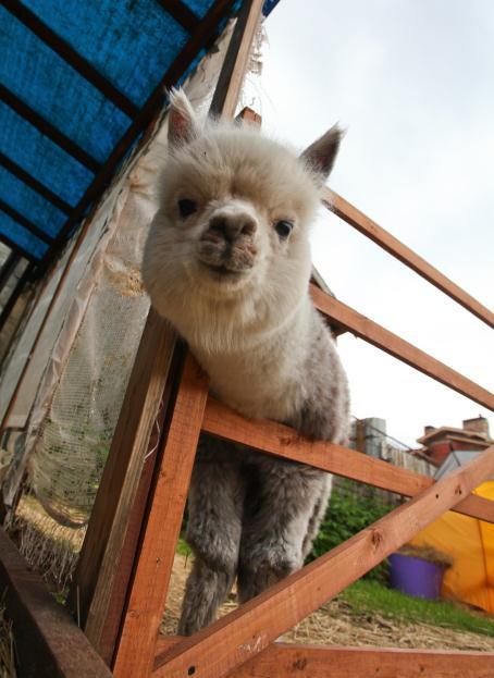 羊驼怎么吃才好吃,羊驼的生态习性