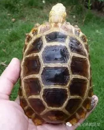 缅甸陆龟智商,缅甸陆龟政策