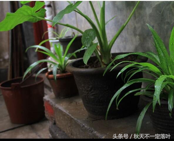 家里养开花的花有什么讲求吗,家里养哪种花最好有什么作用