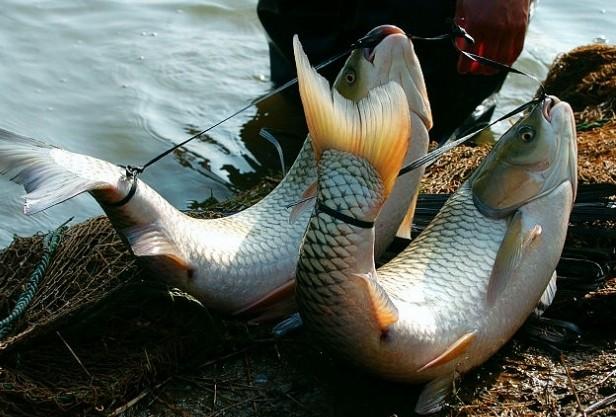 钓鱼走水绝密技巧,钓鱼保持鱼鲜活小技巧