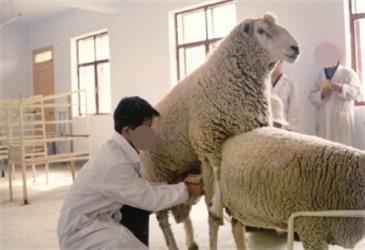 给羊人工授精技术方法：牛羊饲料专家指点