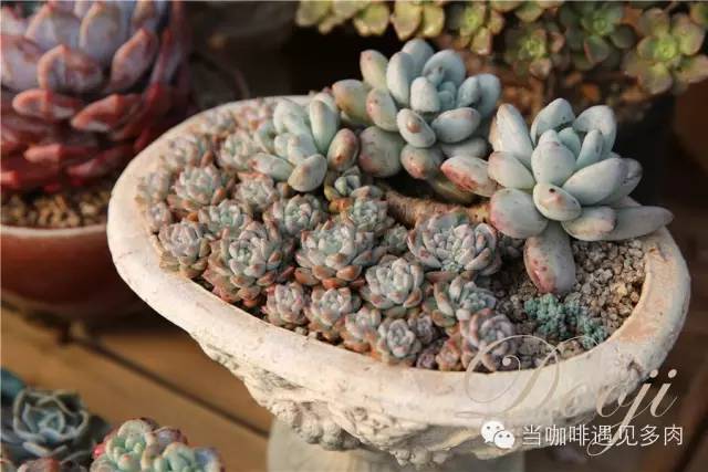 大群老桩秀妍多肉,多肉大群造型图