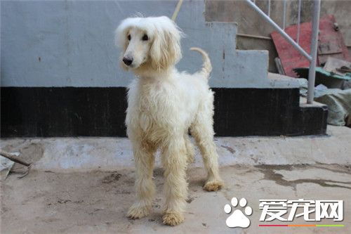 阿富汗猎犬的优点与缺点,阿富汗猎犬优点