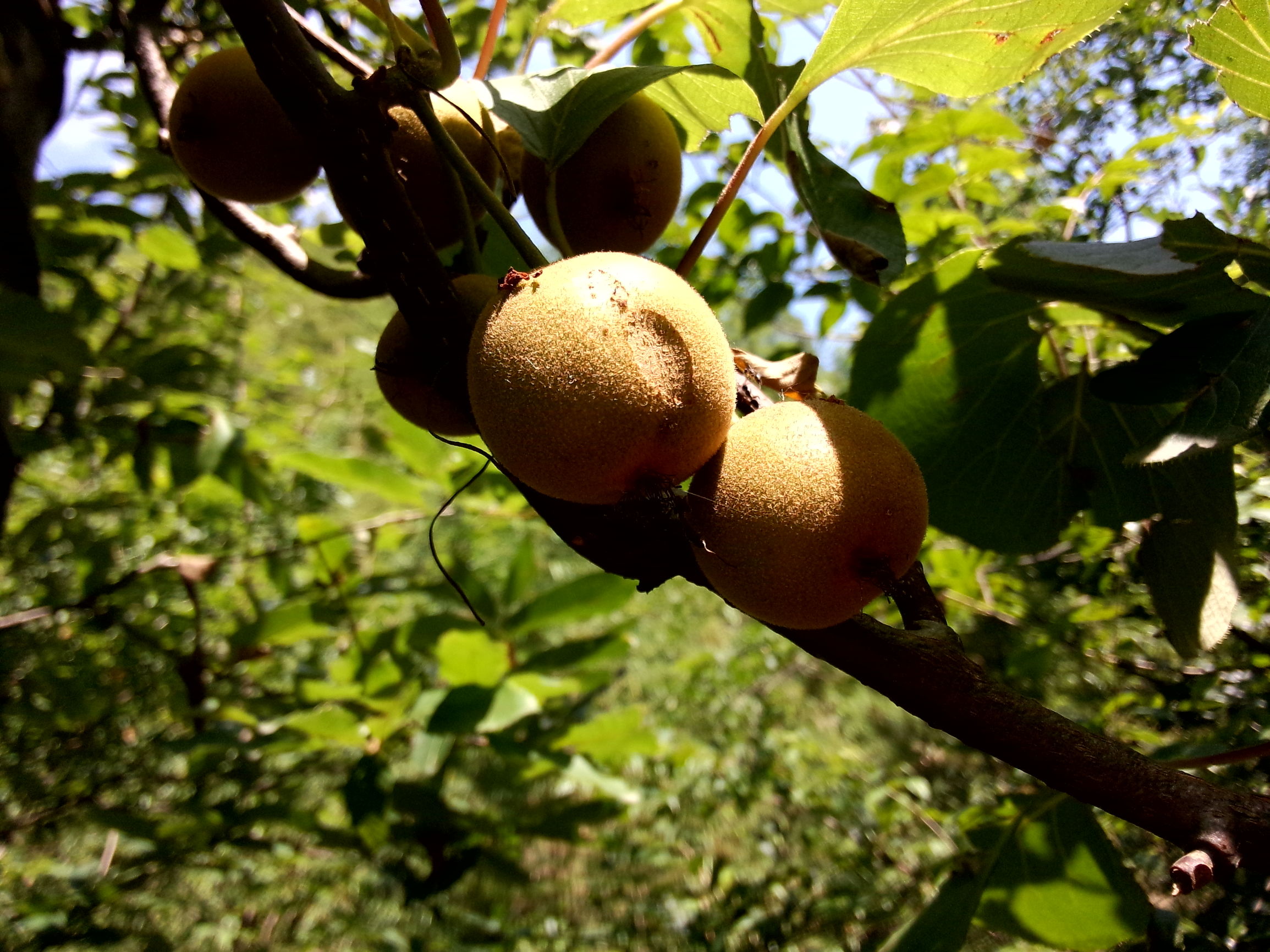 魅族的拍照很差？MX3的用户可不这么想