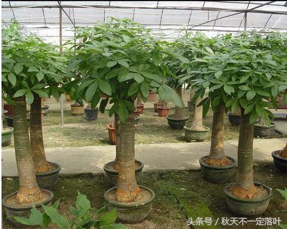 家里养开花的花有什么讲求吗,家里养哪种花最好有什么作用