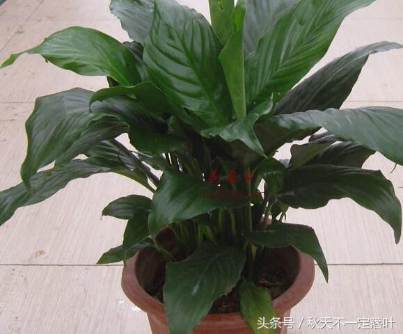 家里养开花的花有什么讲求吗,家里养哪种花最好有什么作用